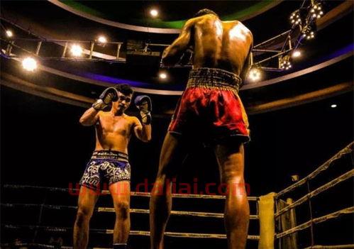 散打泰拳拳击ufc,ufc和散打谁厉害